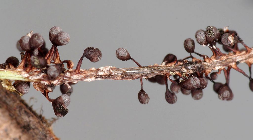 Craterium cf obovatum